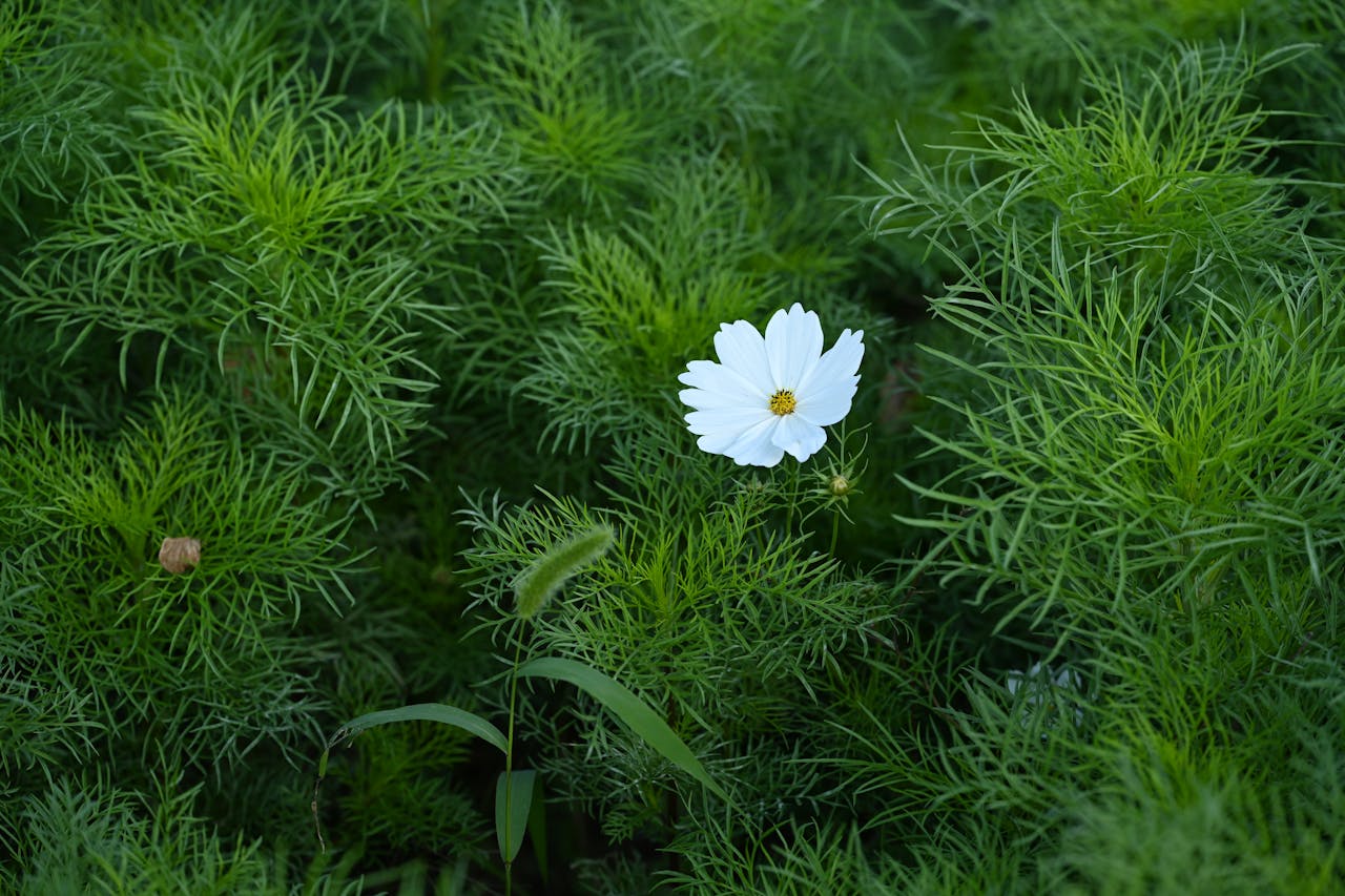 garden mulch